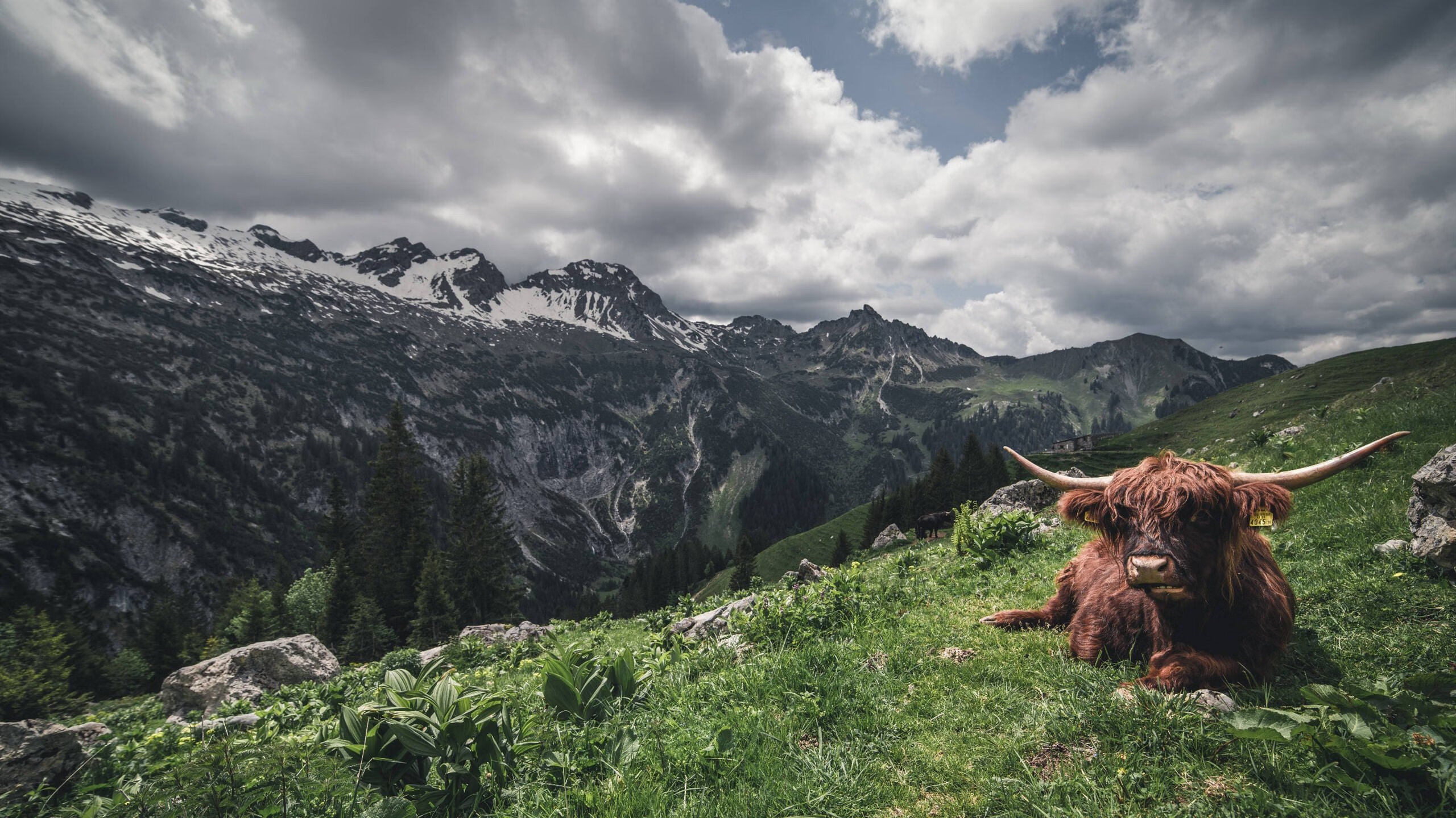 巴黎圣日耳曼连续胜利，争夺联赛冠军，巴黎圣日耳曼队首发